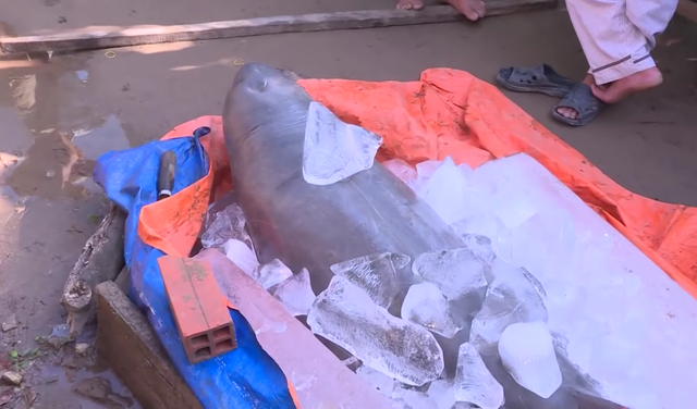 Bắt được cá lạ nặng 150kg trên sông Cổ Chiên - 1 Bắt được cá lạ nặng 150kg trên sông Cổ Chiên - 1