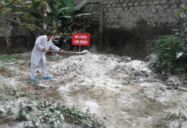 Thanh Hóa gồng mình chống dịch lợn châu Phi bùng phát trở lại - 1 Thanh Hóa gồng mình chống dịch lợn châu Phi bùng phát trở lại - 1