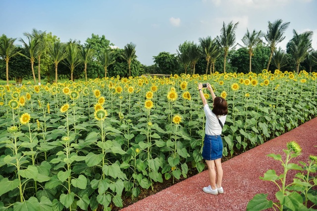 “Phát sốt” với cánh đồng hoa hướng dương đẹp ngất ngây ngay gần Hà Nội - 15 “Phát sốt” với cánh đồng hoa hướng dương đẹp ngất ngây ngay gần Hà Nội - 15