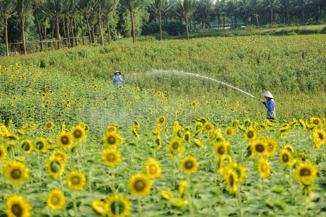 “Phát sốt” với cánh đồng hoa hướng dương đẹp ngất ngây ngay gần Hà Nội - 2 “Phát sốt” với cánh đồng hoa hướng dương đẹp ngất ngây ngay gần Hà Nội - 2