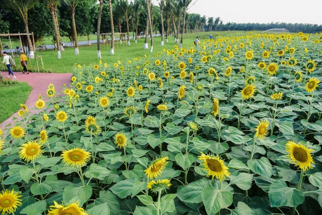 “Phát sốt” với cánh đồng hoa hướng dương đẹp ngất ngây ngay gần Hà Nội - 3 “Phát sốt” với cánh đồng hoa hướng dương đẹp ngất ngây ngay gần Hà Nội - 3
