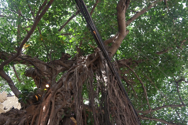 Cây đa cổ thụ với bộ rễ “khổng lồ” có tuổi đời hàng trăm năm ở Đình Cổ Vũ  - 3
