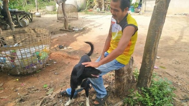 Thái Lan: Chú chó què gây 