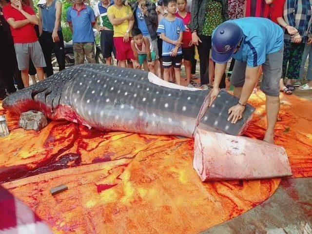 Dân Việt nhậu: Tôm hùm Trung Quốc nguy hại, bọ xít hôi khủng khiếp - 6 Dân Việt nhậu: Tôm hùm Trung Quốc nguy hại, bọ xít hôi khủng khiếp - 6