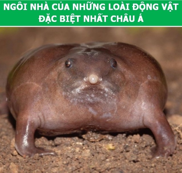 Những điều kỳ lạ ở Ấn Độ khiến du khách phải bất ngờ - 5 Những điều kỳ lạ ở Ấn Độ khiến du khách phải bất ngờ - 5