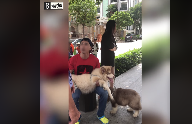 Dắt chó ra đường không rọ mõm, Việt kiều lớn tiếng thách thức gây sốc cộng đồng mạng