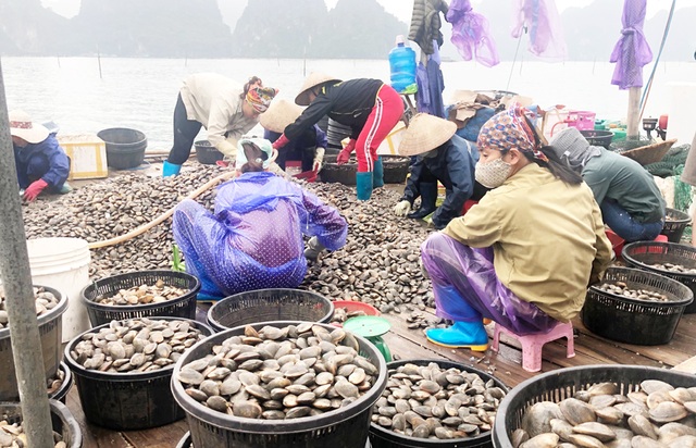 Quảng Ninh: Làm giàu từ nghề nuôi ngao giá - 1 Quảng Ninh: Làm giàu từ nghề nuôi ngao giá - 1