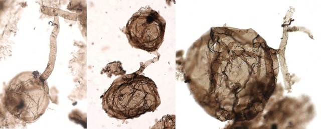 Phát hiện những hóa thạch lâu đời nhất của sự sống đa bào trên đất liền - 1