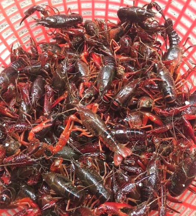 Dân buôn tôm hùm đất đồng loạt thông báo kẹt hàng…vì đang bị “sờ gáy” - 2 Dân buôn tôm hùm đất đồng loạt thông báo kẹt hàng…vì đang bị “sờ gáy” - 2