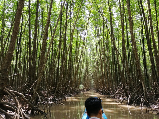 Canô “xẻ” nước, vỏ máy bồng bềnh xuyên rừng Mũi Cà Mau - 3 Canô “xẻ” nước, vỏ máy bồng bềnh xuyên rừng Mũi Cà Mau - 3