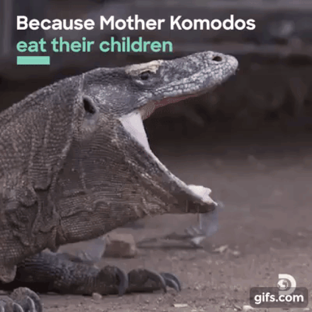 Hành trình làm mẹ đặc biệt và tàn khốc của rồng Komodo - 2 Hành trình làm mẹ đặc biệt và tàn khốc của rồng Komodo - 2