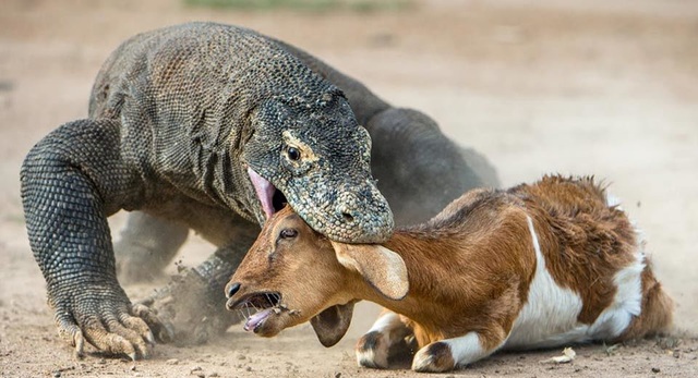 Hành trình làm mẹ đặc biệt và tàn khốc của rồng Komodo - 1 Hành trình làm mẹ đặc biệt và tàn khốc của rồng Komodo - 1