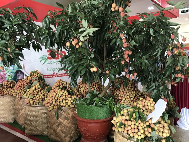 Giá vải thiều tăng gấp đôi, chất lượng cao nhất từ trước đến nay - 3 Giá vải thiều tăng gấp đôi, chất lượng cao nhất từ trước đến nay - 3