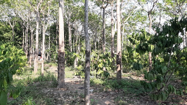 Hai vợ chồng “chân đất” thu tiền triệu mỗi ngày từ “cây lạ” - 1 Hai vợ chồng “chân đất” thu tiền triệu mỗi ngày từ “cây lạ” - 1