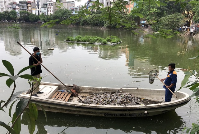 Hà Nội: Cá chết nổi trắng hồ Văn Chương, dân sống quanh hồ không dám... thở - 9