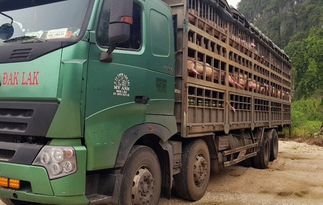 Hàng trăm con lợn có dấu hiệu lâm sàng của dịch tả lợn châu Phi được chở đi tiêu thụ - 1