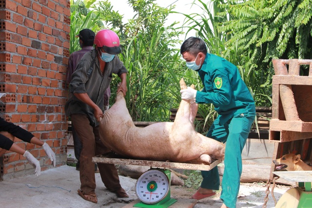 Dân phản ứng khi lợn nhiễm dịch tả châu Phi từ nơi khác mang về thôn tiêu hủy - 2 Dân phản ứng khi lợn nhiễm dịch tả châu Phi từ nơi khác mang về thôn tiêu hủy - 2