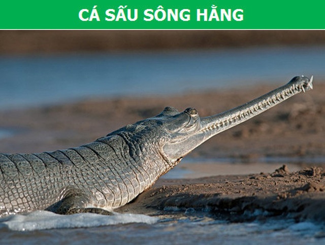 Những loài bò sát kỳ lạ bậc nhất hành tinh! - 3 Những loài bò sát kỳ lạ bậc nhất hành tinh! - 3