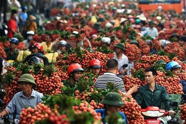 Trung Quốc chỉ mua trái cây Việt Nam… không có lá? - 1 Trung Quốc chỉ mua trái cây Việt Nam… không có lá? - 1