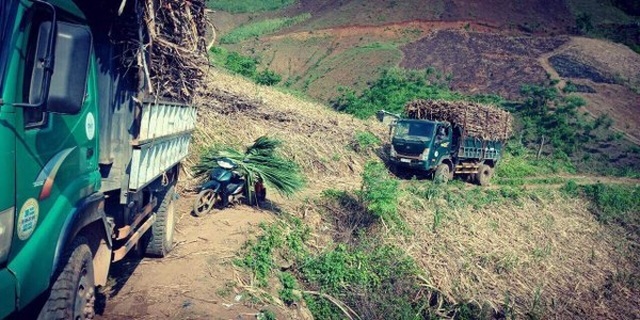 Không có biện pháp bảo vệ ngành mía đường, hàng triệu lao động, hộ dân có nguy cơ tái nghèo - 3 Không có biện pháp bảo vệ ngành mía đường, hàng triệu lao động, hộ dân có nguy cơ tái nghèo - 3