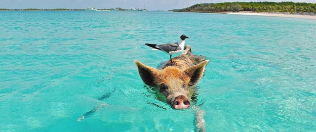 Bãi biển thiên đường ở Curacao đông khách nhờ… hai chú lợn - 4 Bãi biển thiên đường ở Curacao đông khách nhờ… hai chú lợn - 4