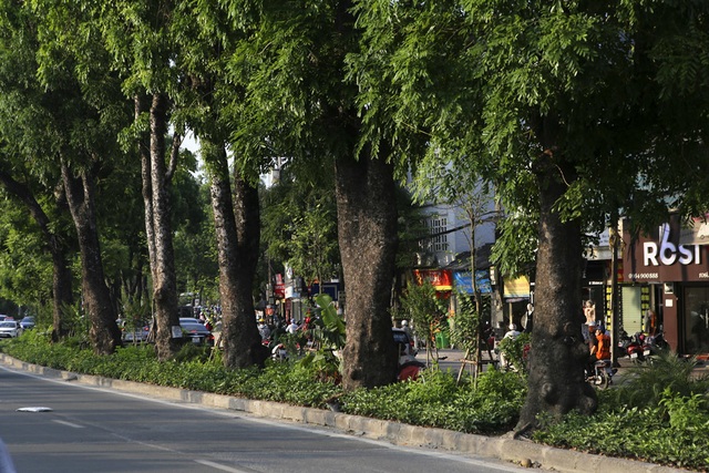 Những dải phân cách xanh mướt bóng cây ở Hà Nội - 11 Những dải phân cách xanh mướt bóng cây ở Hà Nội - 11