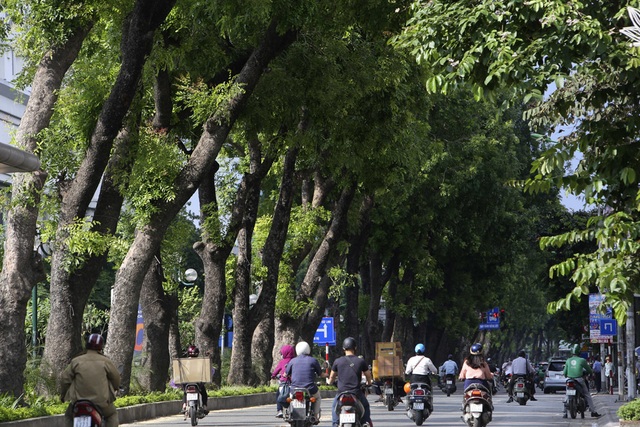 Những dải phân cách xanh mướt bóng cây ở Hà Nội - 6 Những dải phân cách xanh mướt bóng cây ở Hà Nội - 6