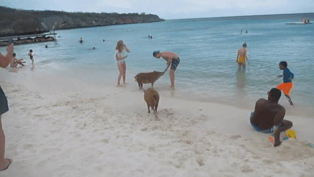 Bãi biển thiên đường ở Curacao đông khách nhờ… hai chú lợn - 3 Bãi biển thiên đường ở Curacao đông khách nhờ… hai chú lợn - 3