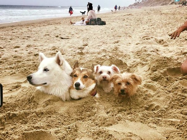 Mùa hè đến rồi, bạn có muốn xem những bức hình của những con chó chơi đùa trên bãi biển hay không? Những hình ảnh này sẽ khiến bạn muốn cười và chắc chắn sẽ khiến bạn muốn đi chơi trên bãi biển nữa đấy.