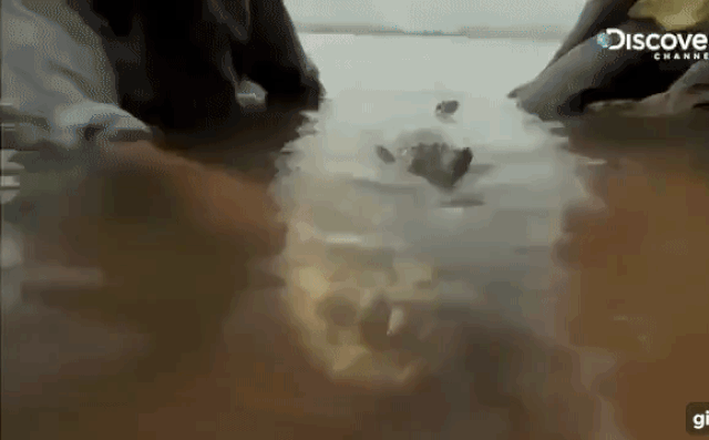 “Quái ngư” săn mồi cá hổ - Ăn thịt cả cá sấu, gieo rắc nỗi kinh hoàng dưới nước - 3 “Quái ngư” săn mồi cá hổ - Ăn thịt cả cá sấu, gieo rắc nỗi kinh hoàng dưới nước - 3