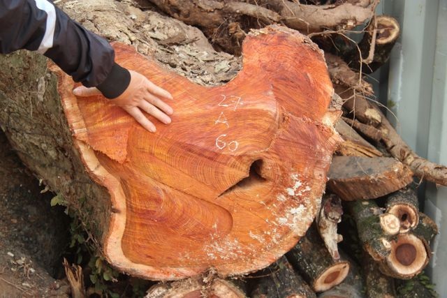 Sắp bán đấu giá hơn 5 tấn gỗ “sưa trăm tỷ” - 1 Sắp bán đấu giá hơn 5 tấn gỗ “sưa trăm tỷ” - 1
