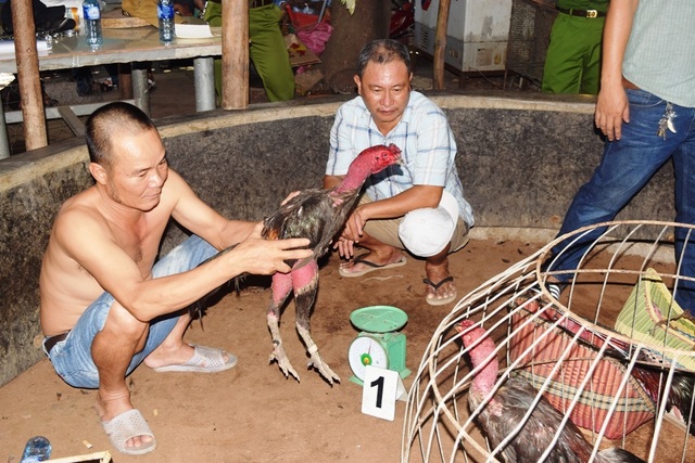 Đánh sập sới gà cá độ lớn tại vùng quê - 4 Đánh sập sới gà cá độ lớn tại vùng quê - 4