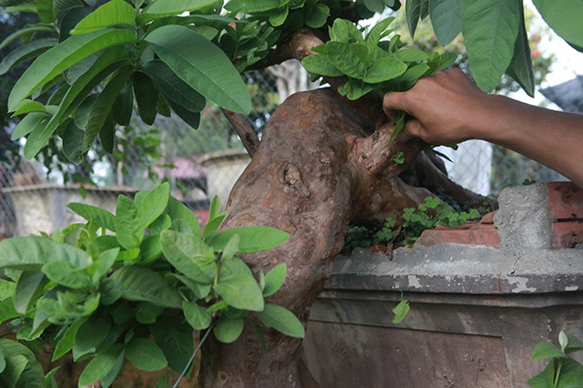 Chiêm ngưỡng cây ổi “mọc ngược” độc nhất vô nhị giá tiền tỷ - 14 Chiêm ngưỡng cây ổi “mọc ngược” độc nhất vô nhị giá tiền tỷ - 14