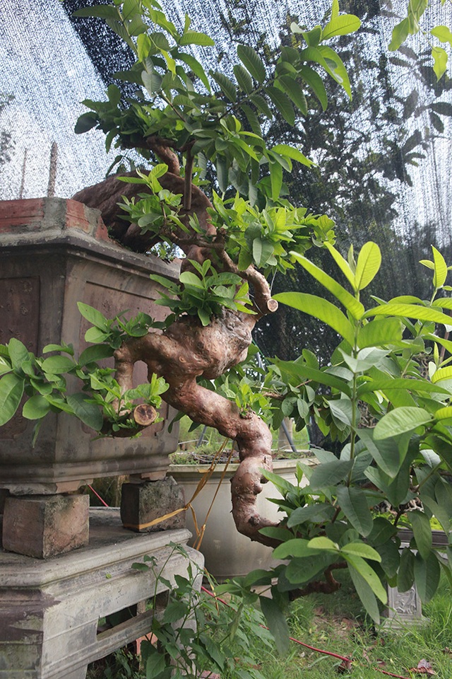 Chiêm ngưỡng cây ổi “mọc ngược” độc nhất vô nhị giá tiền tỷ - 2 Chiêm ngưỡng cây ổi “mọc ngược” độc nhất vô nhị giá tiền tỷ - 2
