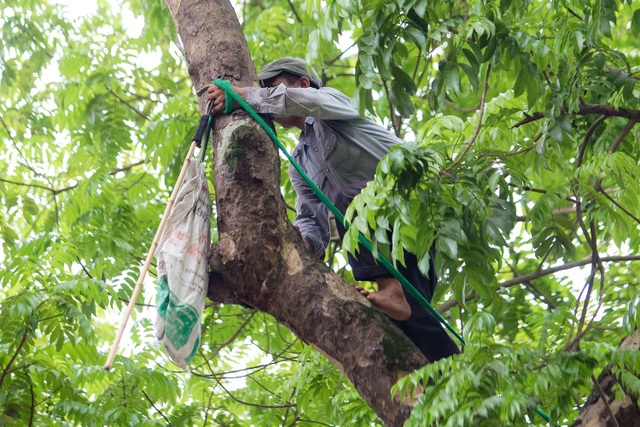 “Người nhện” đu mình trên cây hái sấu non, kiếm bạc triệu ngày - 1 “Người nhện” đu mình trên cây hái sấu non, kiếm bạc triệu ngày - 1