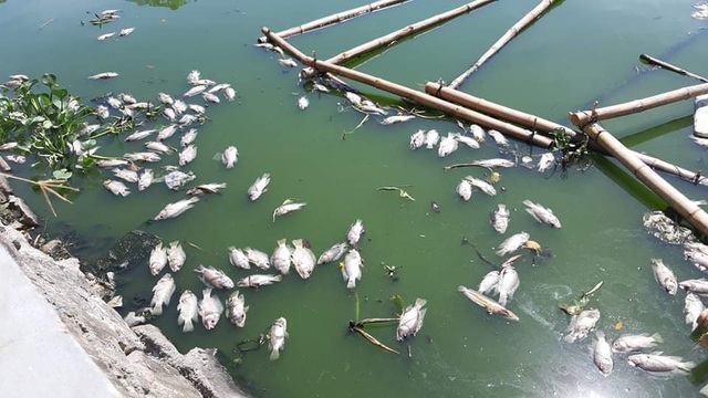 Cá chết nổi trắng hồ ở trung tâm thành phố Đà Nẵng - 1