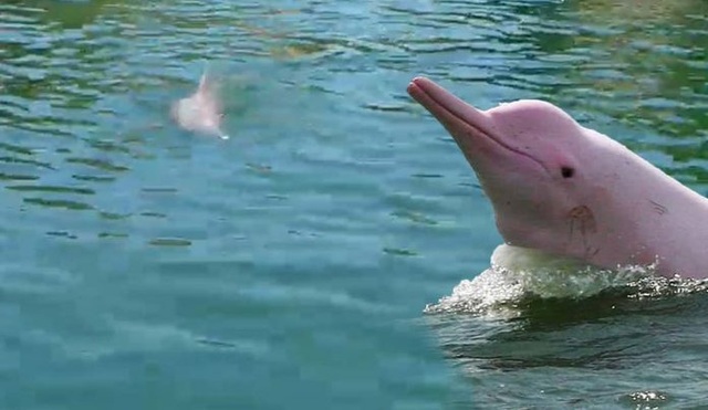 Cá heo màu hồng cực hiếm bất ngờ xuất hiện ở bờ biển - 1