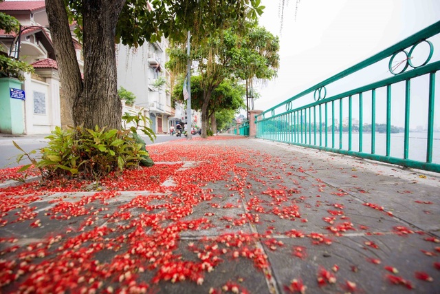 Khung cảnh lãng mạn mùa hoa lộc vừng trải thảm đỏ ven Hồ Tây - Ảnh 1.