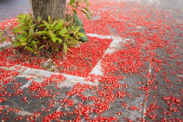 Khung cảnh lãng mạn mùa hoa lộc vừng trải thảm đỏ ven Hồ Tây - Ảnh 3.