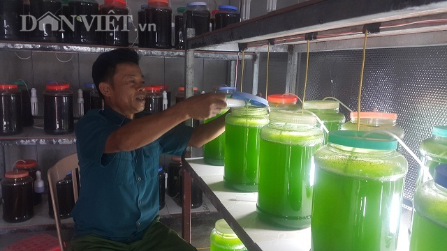 Chuyện lạ Thái Bình: Nuôi thứ nước xanh lè mà rót ra trăm triệu - 3