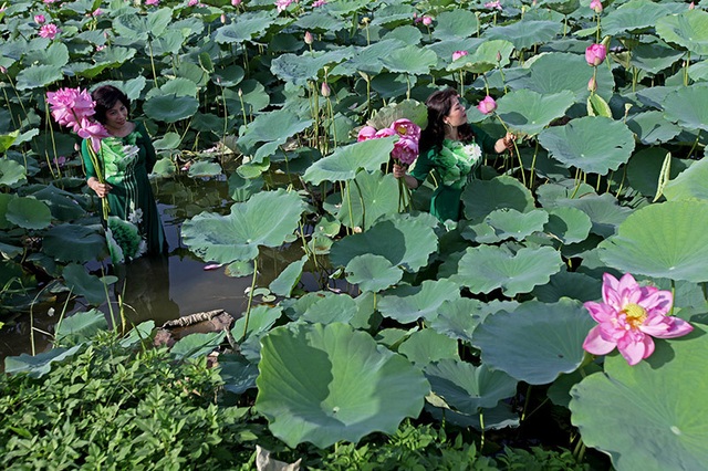 Nắng cháy da, U60 dầm mình dưới đầm sen tạo dáng - 15 Nắng cháy da, U60 dầm mình dưới đầm sen tạo dáng - 15