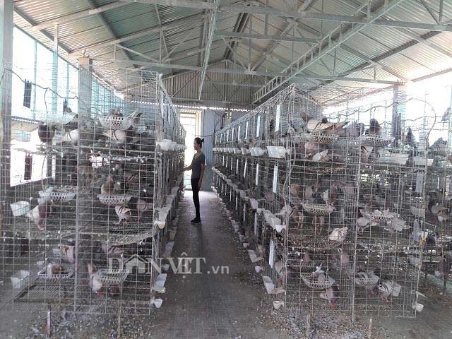 Hà Tĩnh: Xây lầu cho chim ở, mỗi tháng bỏ túi hơn 20 triệu đồng. - 1 Hà Tĩnh: Xây lầu cho chim ở, mỗi tháng bỏ túi hơn 20 triệu đồng. - 1