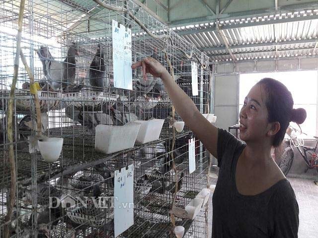 Hà Tĩnh: Xây lầu cho chim ở, mỗi tháng bỏ túi hơn 20 triệu đồng. - 2 Hà Tĩnh: Xây lầu cho chim ở, mỗi tháng bỏ túi hơn 20 triệu đồng. - 2