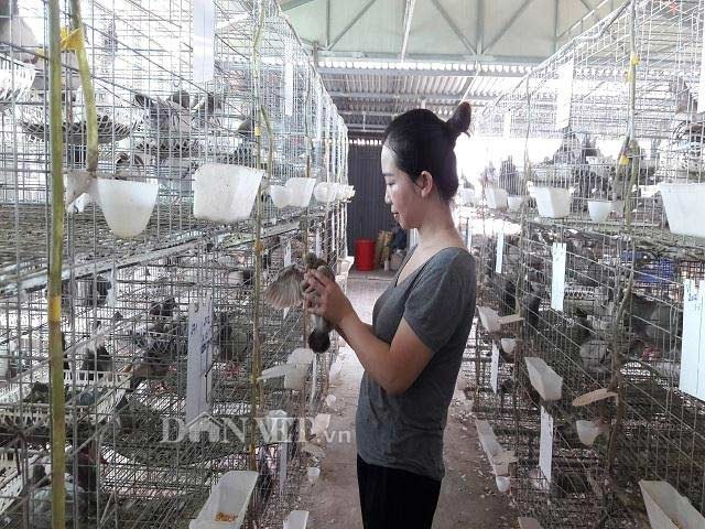 Hà Tĩnh: Xây lầu cho chim ở, mỗi tháng bỏ túi hơn 20 triệu đồng. - 3 Hà Tĩnh: Xây lầu cho chim ở, mỗi tháng bỏ túi hơn 20 triệu đồng. - 3