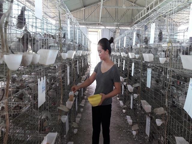 Hà Tĩnh: Xây lầu cho chim ở, mỗi tháng bỏ túi hơn 20 triệu đồng. - 5 Hà Tĩnh: Xây lầu cho chim ở, mỗi tháng bỏ túi hơn 20 triệu đồng. - 5