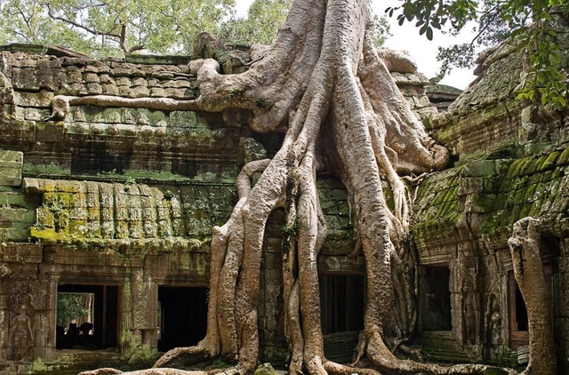Rễ cây cổ thụ vặn xoắn như trăn khổng lồ muốn “nuốt chửng” ngôi đền - 1 Rễ cây cổ thụ vặn xoắn như trăn khổng lồ muốn “nuốt chửng” ngôi đền - 1