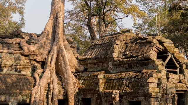 Rễ cây cổ thụ vặn xoắn như trăn khổng lồ muốn “nuốt chửng” ngôi đền - 3 Rễ cây cổ thụ vặn xoắn như trăn khổng lồ muốn “nuốt chửng” ngôi đền - 3