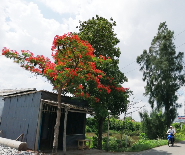 Xứ biển Bạc Liêu “rợp trời” hoa phượng vĩ - 3 Xứ biển Bạc Liêu “rợp trời” hoa phượng vĩ - 3