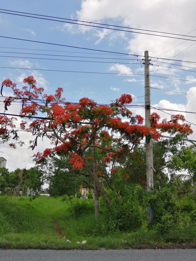 Xứ biển Bạc Liêu “rợp trời” hoa phượng vĩ - 11 Xứ biển Bạc Liêu “rợp trời” hoa phượng vĩ - 11