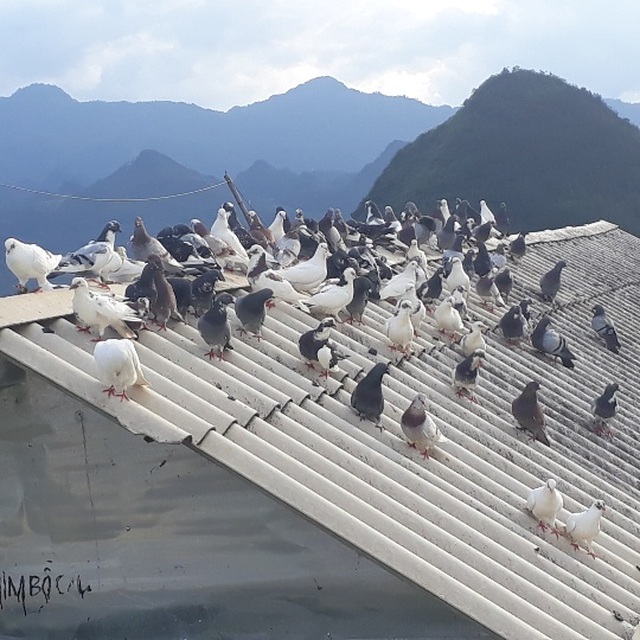 Nuôi chơi chơi bồ câu lai Pháp, nhẹ nhàng bỏ túi gần 5 triệu/tháng - 1 Nuôi chơi chơi bồ câu lai Pháp, nhẹ nhàng bỏ túi gần 5 triệu/tháng - 1